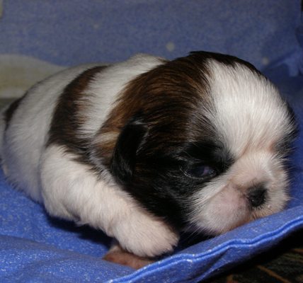 Абра Кадабра Веселый Гремлин